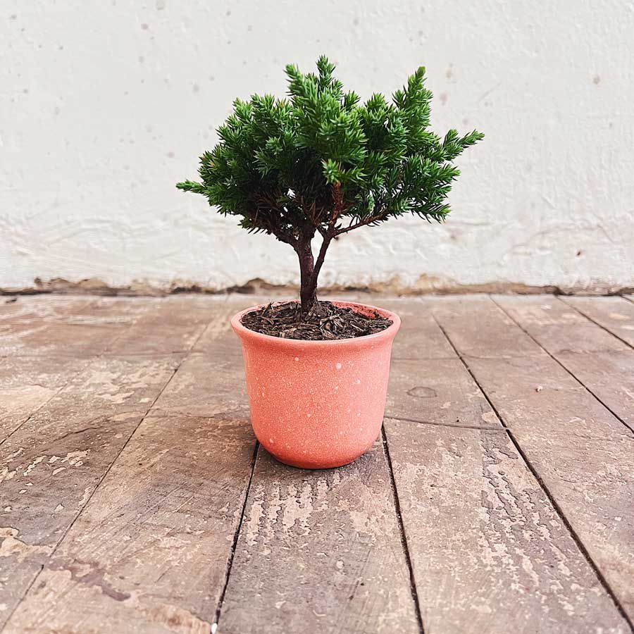 Bonsai Pequeño 2 años